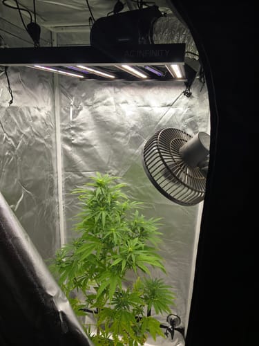 Customer photo review of The Living Room 3' x 3' x 6.5' Grow Tent