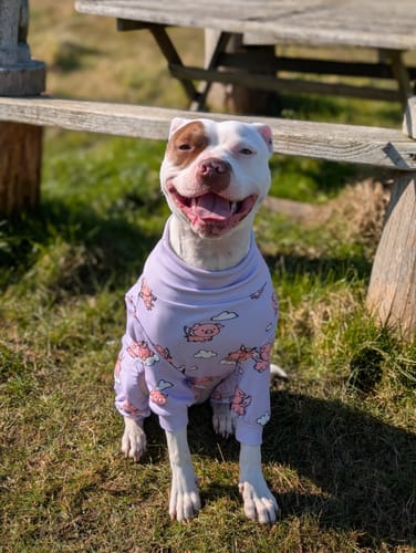 Customer photo review of Dog Pajama - When Pigs Fly