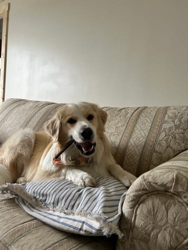 Customer photo review of 5-6 Inch Collagen Stick