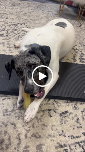 Customer video review of Yak Chew Pack – 6 Flavor-Infused Sticks