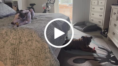 Customer video review of 4-Stick Yak Chew Pack – Mint, Banana, Strawberry & Pumpkin