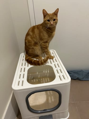 Customer photo review of 3 Month Supply - 1 Cat