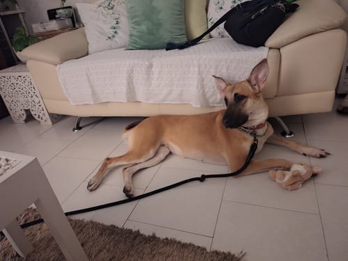 Customer photo review of Oh My Dog! Paq. Peludos - 2 Piezas de 850 grs + Envío GRATIS
