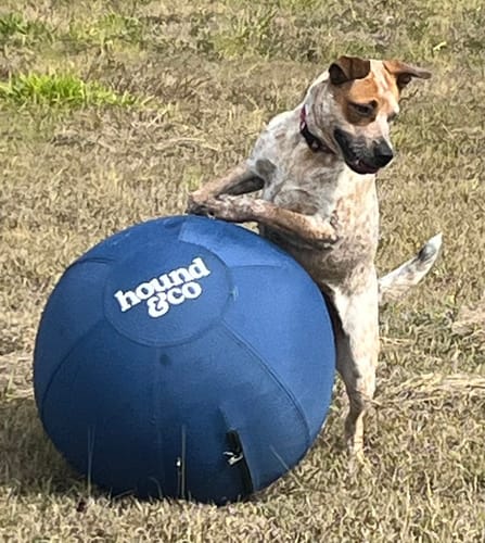 Customer photo review of Herding Ball