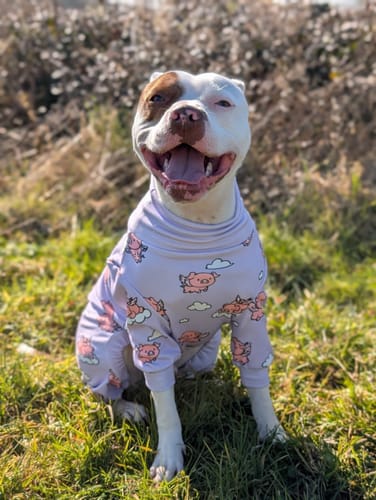 Customer photo review of Dog Pajama - When Pigs Fly