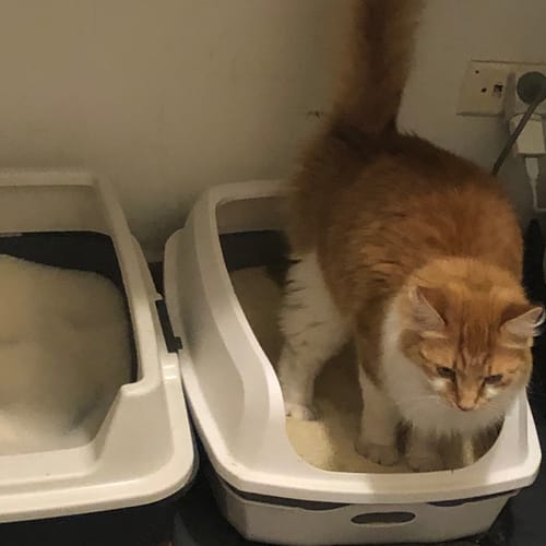 Customer photo review of 3 Month Supply - 2 Cats