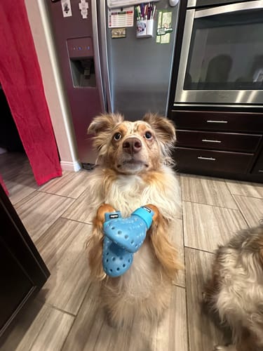 Customer photo review of WagWellies® Mojave