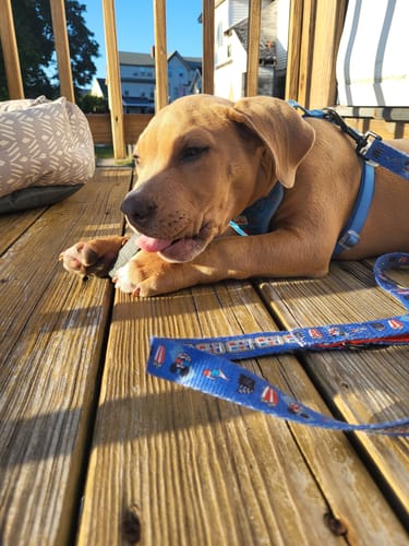 Customer photo review of Blueberry Yak Chews