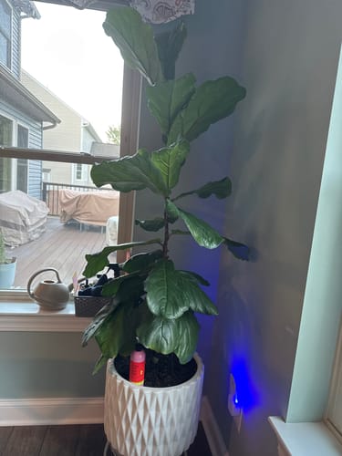 Customer photo review of Fungus Gnat Death Drops