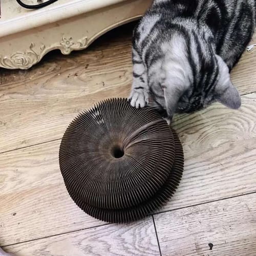 Customer photo review of KittySpin™ | Jouet 3 en 1