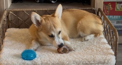 Customer photo review of Himalayan Yak Cheese Chew Dog Treat