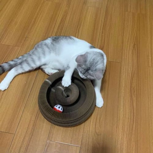 Customer photo review of KittySpin™ | Jouet 3 en 1