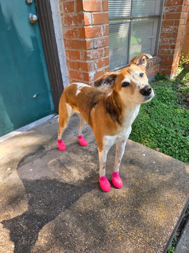 Customer photo review of WagWellies® Mojave