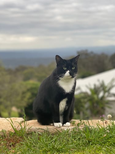 Customer photo review of 3 Month Supply - 1 Cat