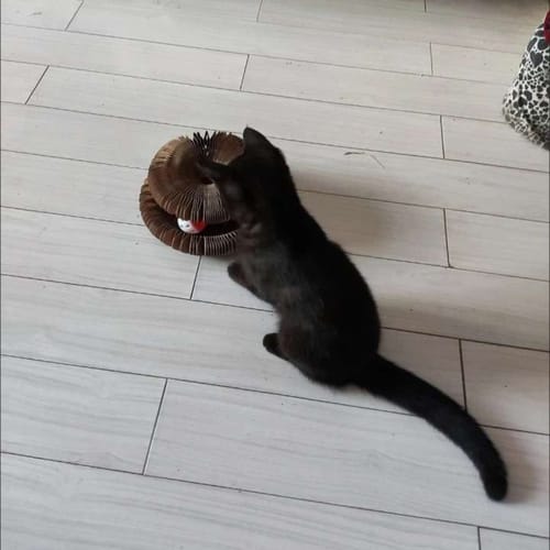 Customer photo review of KittySpin™ | Jouet 3 en 1