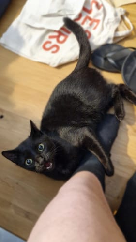 Avis photo d'un client sur Croquettes Chaton Sans Céréales - Poulet & Huile de Saumon