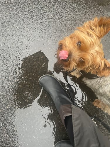 Customer photo review of Brisk Ⅰ - Barefoot Rain Boots