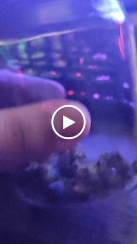 Customer video review of Greenhouse Smalls