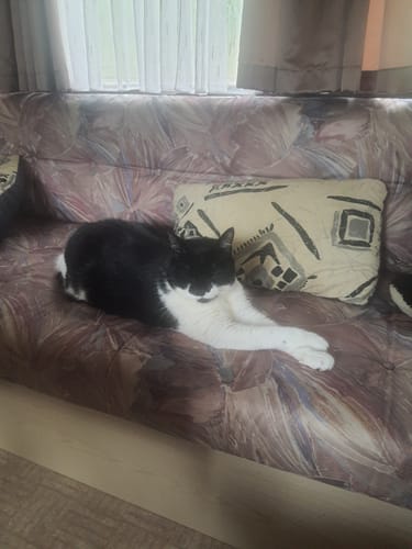 Avis photo d'un client sur Croquettes Chat Stérilisé Sans Céréales - Saumon