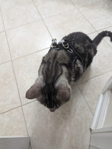 Customer photo review of Explorer Harness | Less boredom. More discovery. A better life for your indoor cat.