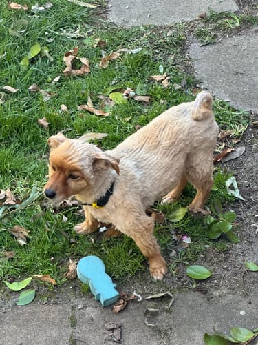 Customer photo review of GroomMate Pet Grooming Kit