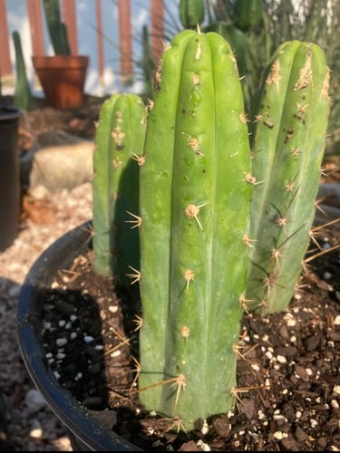 Customer photo review of Trichocereus Bridgesii | Bulk Cutting Packs | Bolivian Torch Cactus Bulk