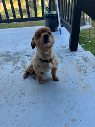 Customer photo review of GroomMate Pet Grooming Kit
