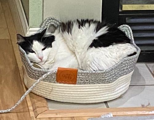 Customer photo review of Instinct Basket | Handwoven & Chemical-Free Cat Territory