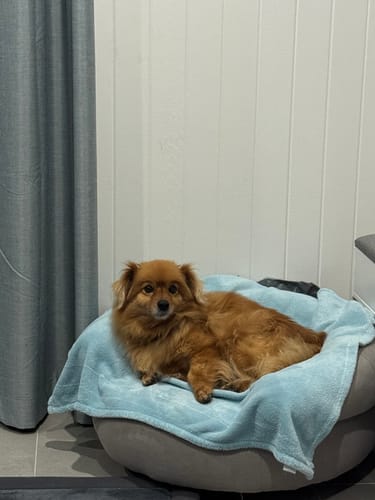Customer photo review of GroomMate Pet Grooming Kit