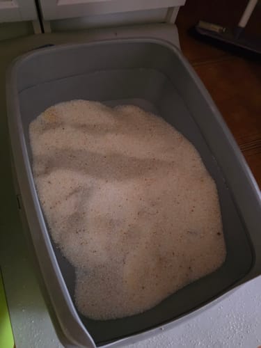 Customer photo review of 3 Month Supply - 2 Cats