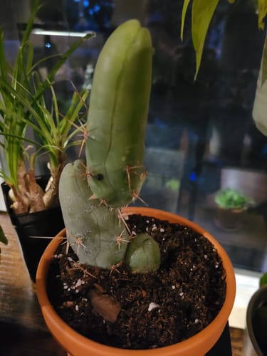 Customer photo review of Trichocereus bridgesii monstrose | Penis Cactus | Short Form