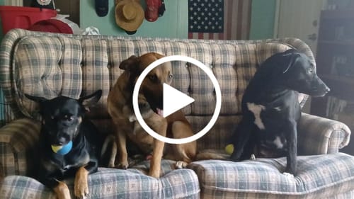 Customer video review of Probiotic Chews