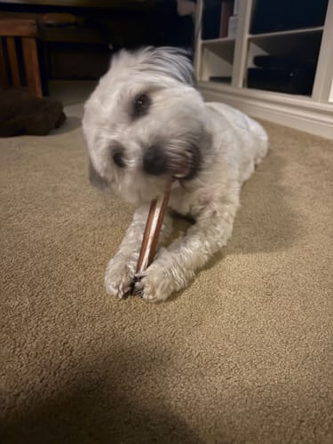 Customer photo review of 6 Inch Standard Bully Stick