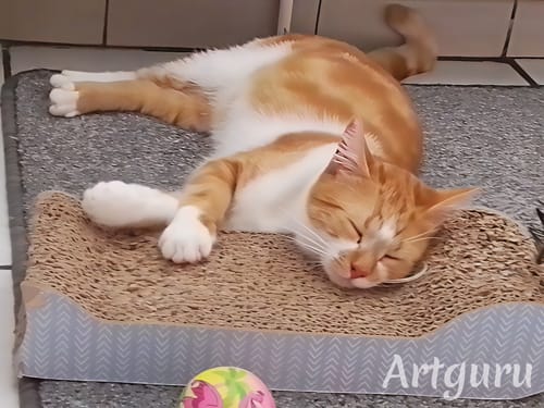 Avis photo d'un client sur Pâtée Chat Stérilisé Sans Céréales - Saumon