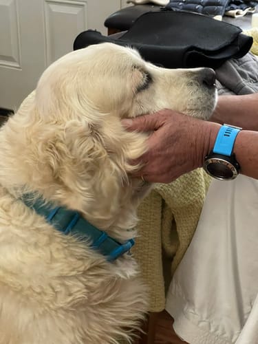 Customer photo review of FurLife™ 12 Months Flea and Tick Free