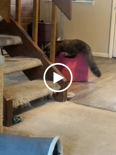 Customer video review of Interactive Bird Simulation Cat Toy Set | Leo's Paw