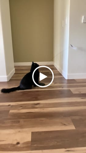 Customer video review of Interactive Bird Simulation Cat Toy Hybrid Bundle