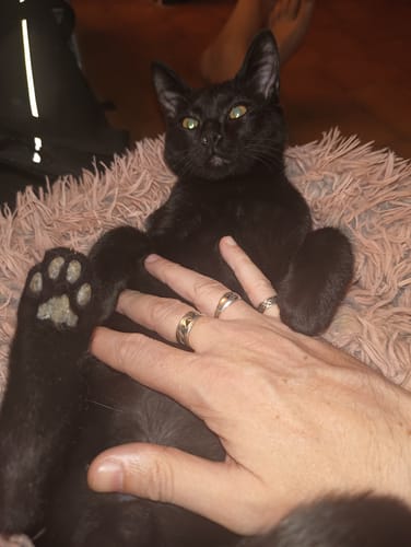 Avis photo d'un client sur Coffret Découverte Chaton - 1kg Croquettes + 8 Pâtées + 3 probiotiques