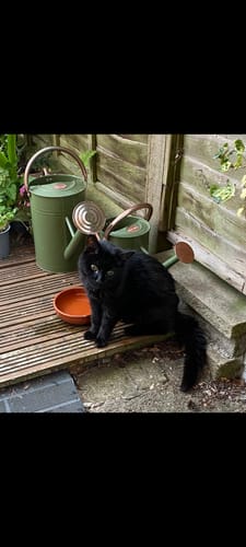 Customer photo review of Thyronorm Oral Solution for Cats 5mg/ml (100ML)