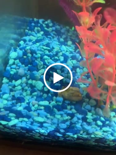 Customer video review of Water Opal Scoop