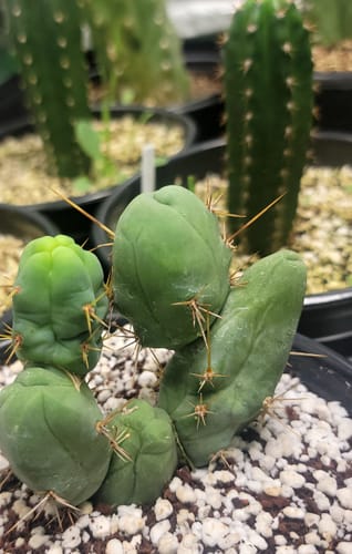 Customer photo review of Trichocereus bridgesii monstrose | Penis Cactus | Short Form