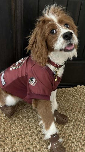 Customer photo review of WagWellies® Mojave