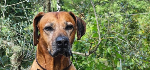 Customer photo review of Veterinary Diet Mobility