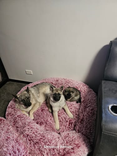 Customer photo review of Premium Calming Pet Bed with Removable Cover