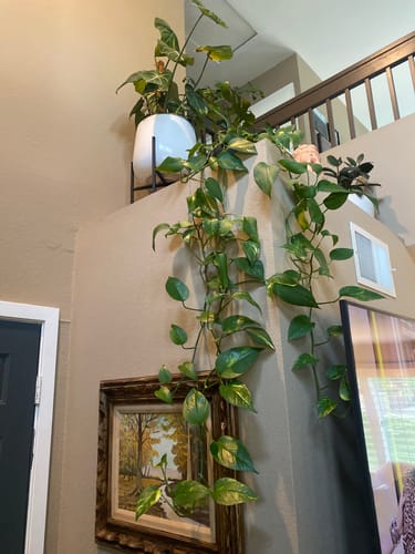 Customer photo review of Plant Food