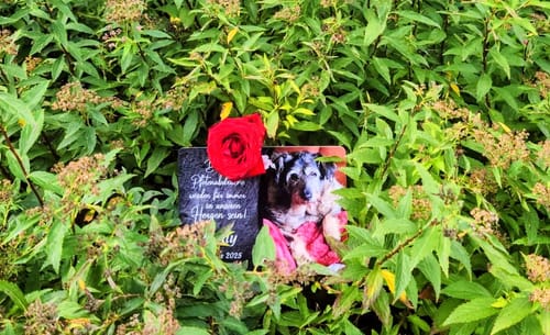Customer photo review of Hunde Gedenktafel mit Foto & Spruch (UV- & Wetterfest)