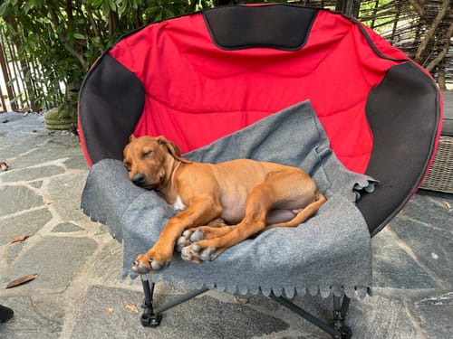 Customer photo review of Lamb Recipe - Sensitive Mini / Ultra Premium - Puppy - Junior und kleine Rassen