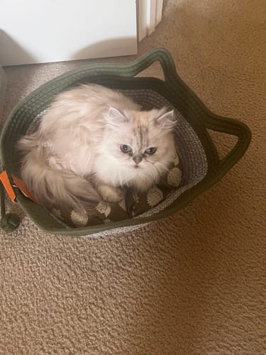 Customer photo review of Instinct Basket | Handwoven & Chemical-Free Cat Territory