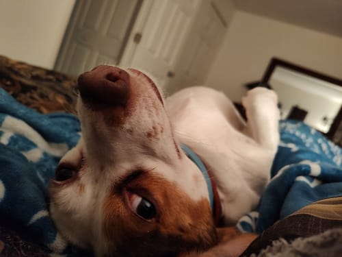 Customer photo review of FurLife™ 8 Months Flea and Tick Free