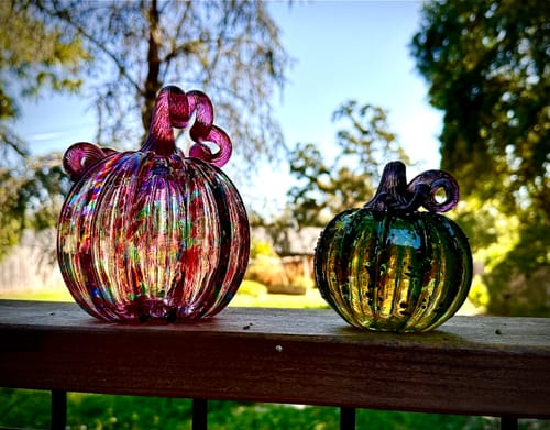 Customer photo review of Rainbow Maize Squat Pumpkin